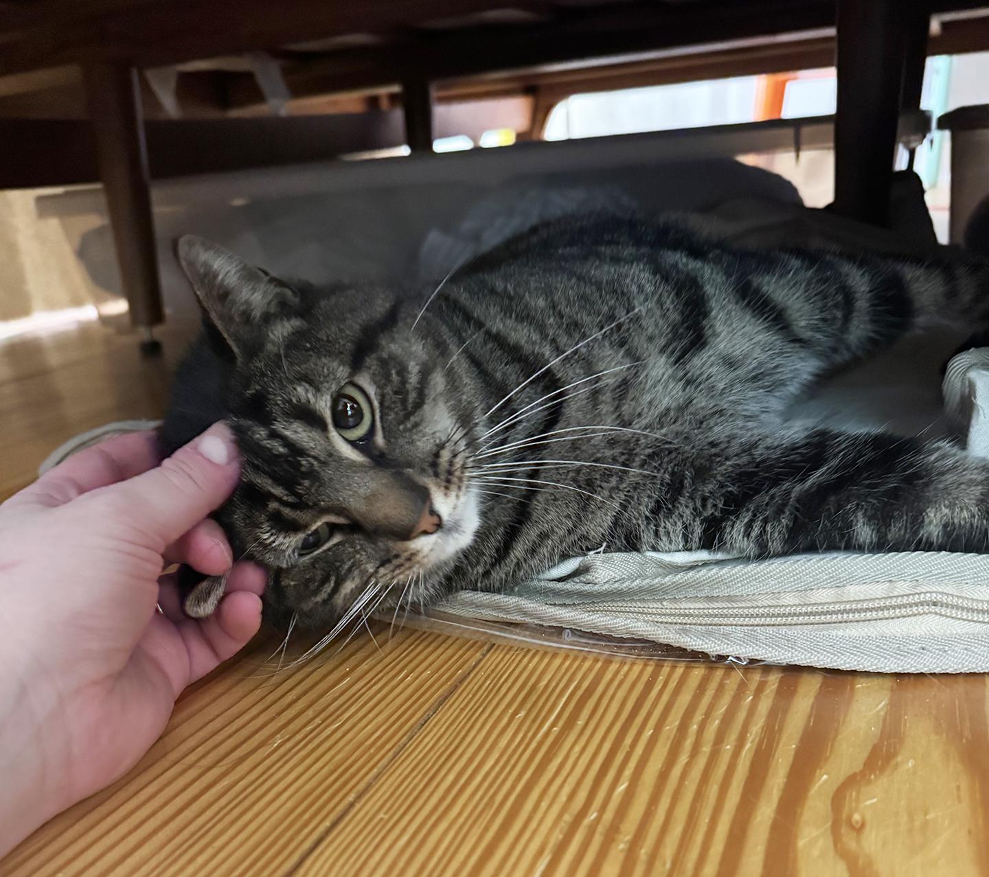 Enlarge Dilly Chester , an adoptable Domestic Short Hair in Philadelphia, PA image 5/5