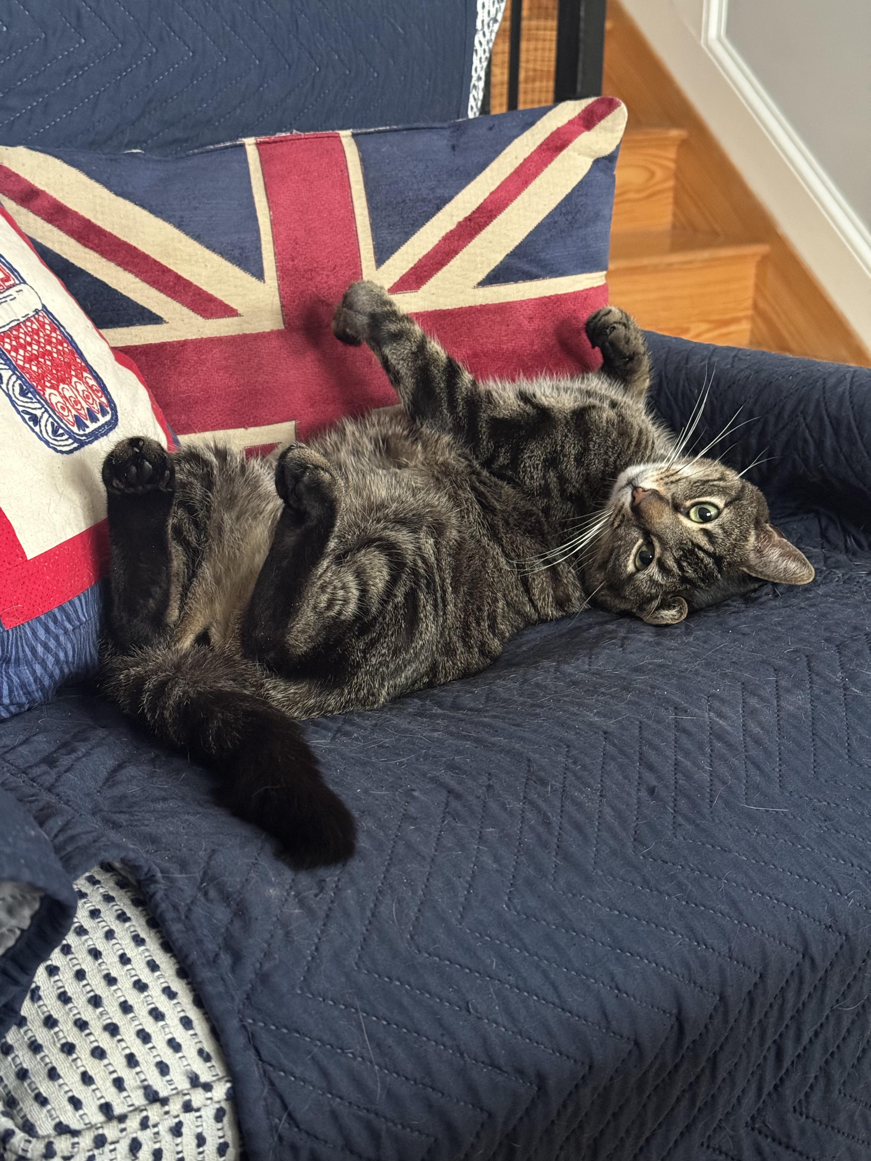 Dilly Chester , adoptable, Adult Male Domestic Short Hair.