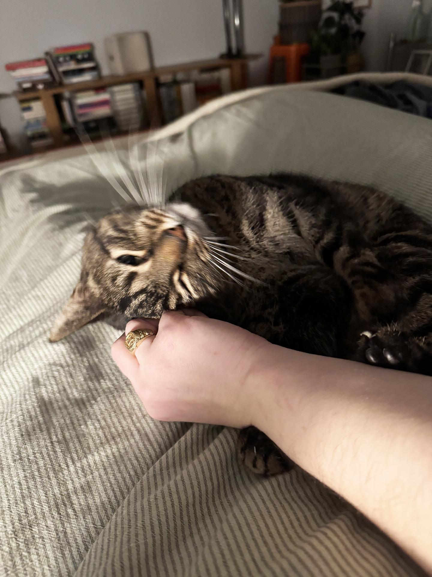 Enlarge Dilly Chester , an adoptable Domestic Short Hair in Philadelphia, PA image 4/5