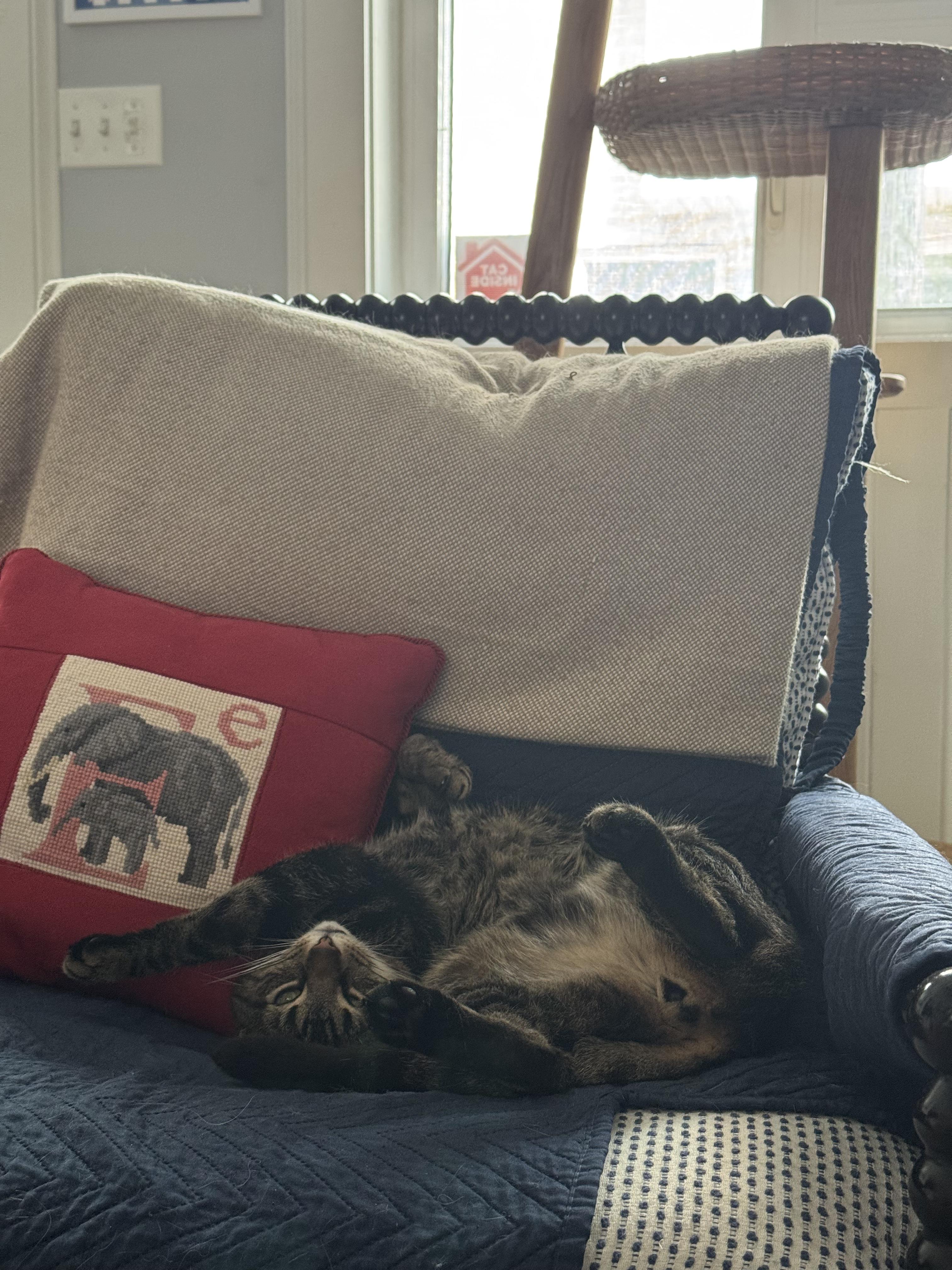 Enlarge Dilly Chester , an adoptable Domestic Short Hair in Philadelphia, PA image 5/6