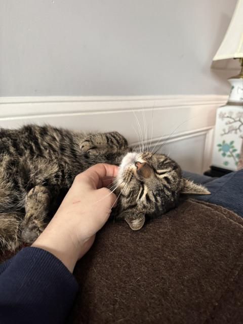 Enlarge Dilly Chester , an adoptable Domestic Short Hair in Philadelphia, PA image 5/6