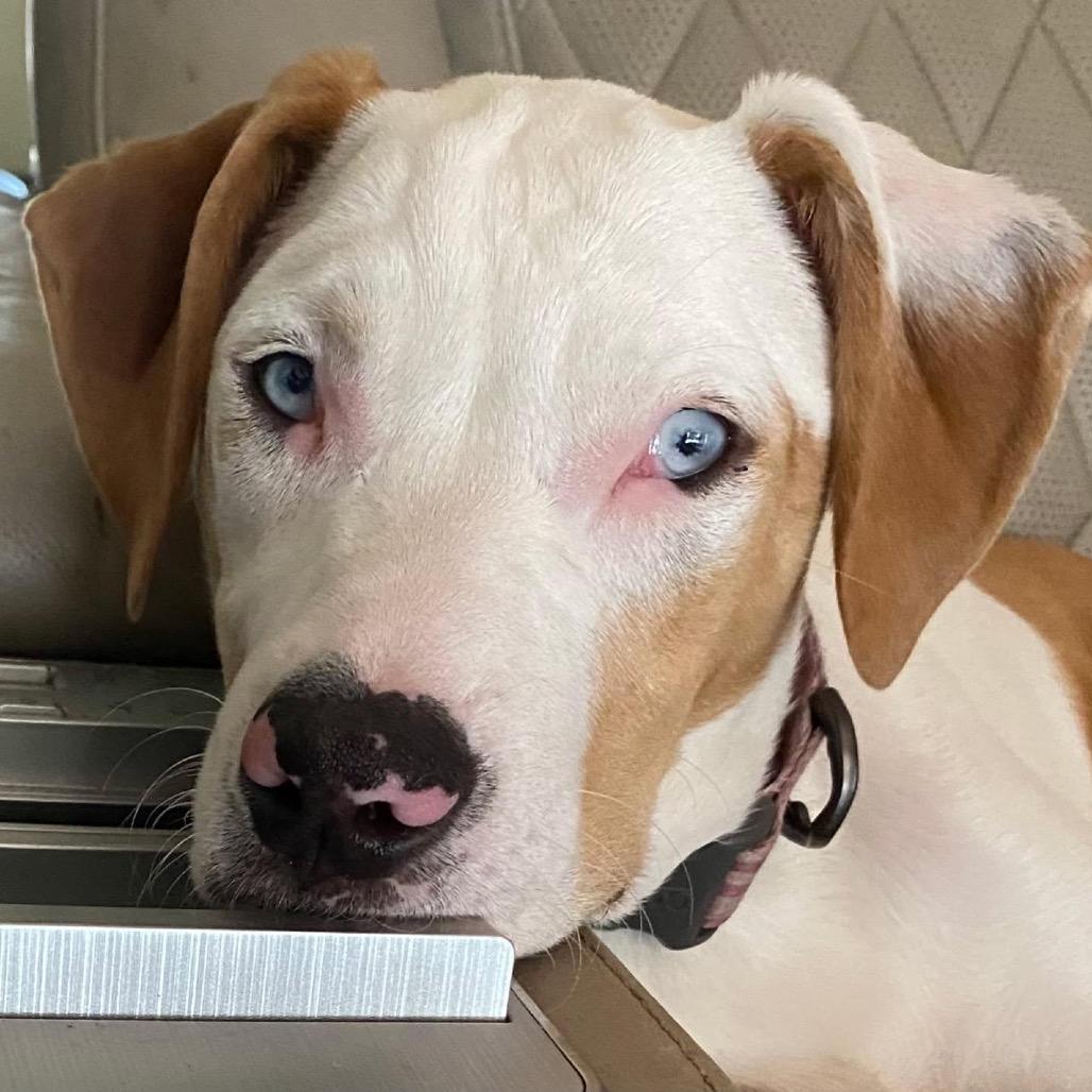 Enlarge Willow, a Adoptable Catahoula Leopard Dog in Tampa, FL image 2/6