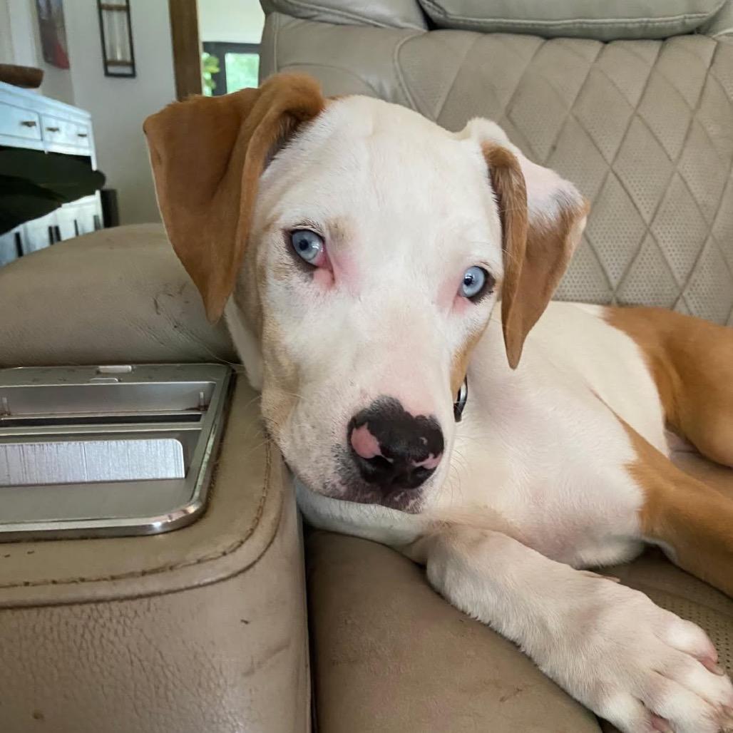 Enlarge Willow, a Adoptable Catahoula Leopard Dog in Tampa, FL image 4/6