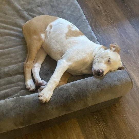 Enlarge Willow, a Adoptable Catahoula Leopard Dog in Tampa, FL image 5/6