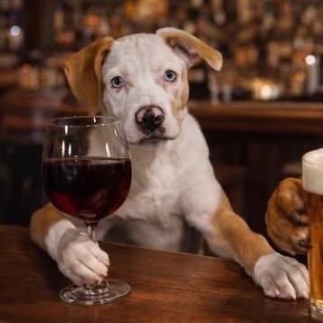 Enlarge Willow, a Adoptable Catahoula Leopard Dog in Tampa, FL image 6/6