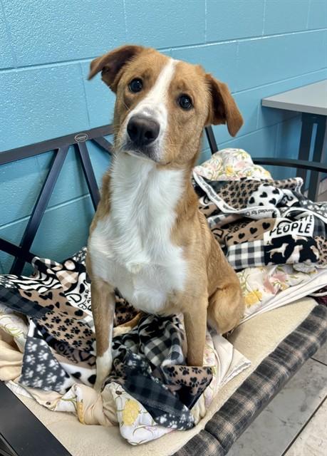 QUARTZ, Adoptable, Young Male Australian Cattle Dog / Blue Heeler & Mixed Breed.