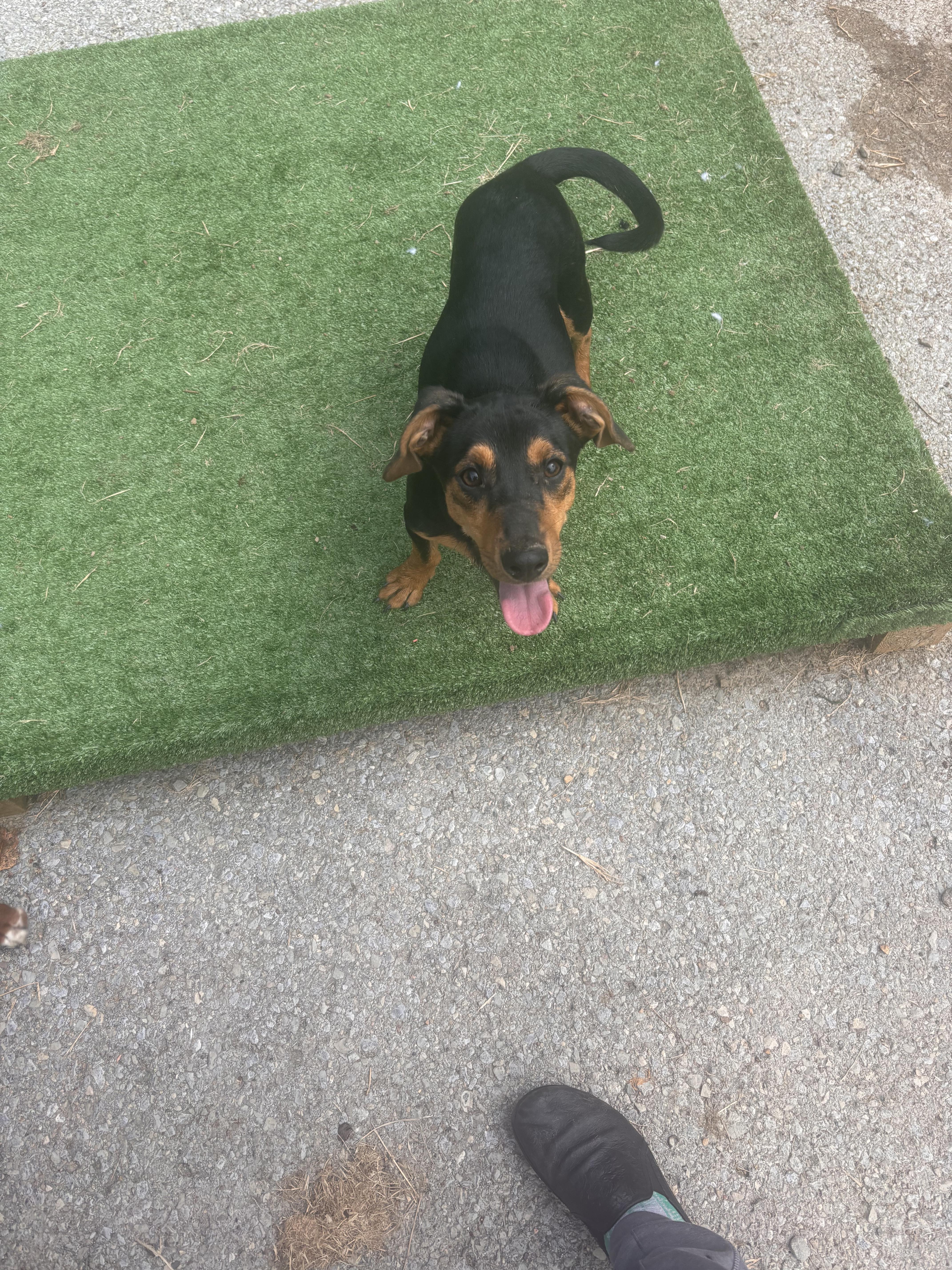 Jasper, Adoptable, Young Male Dachshund.