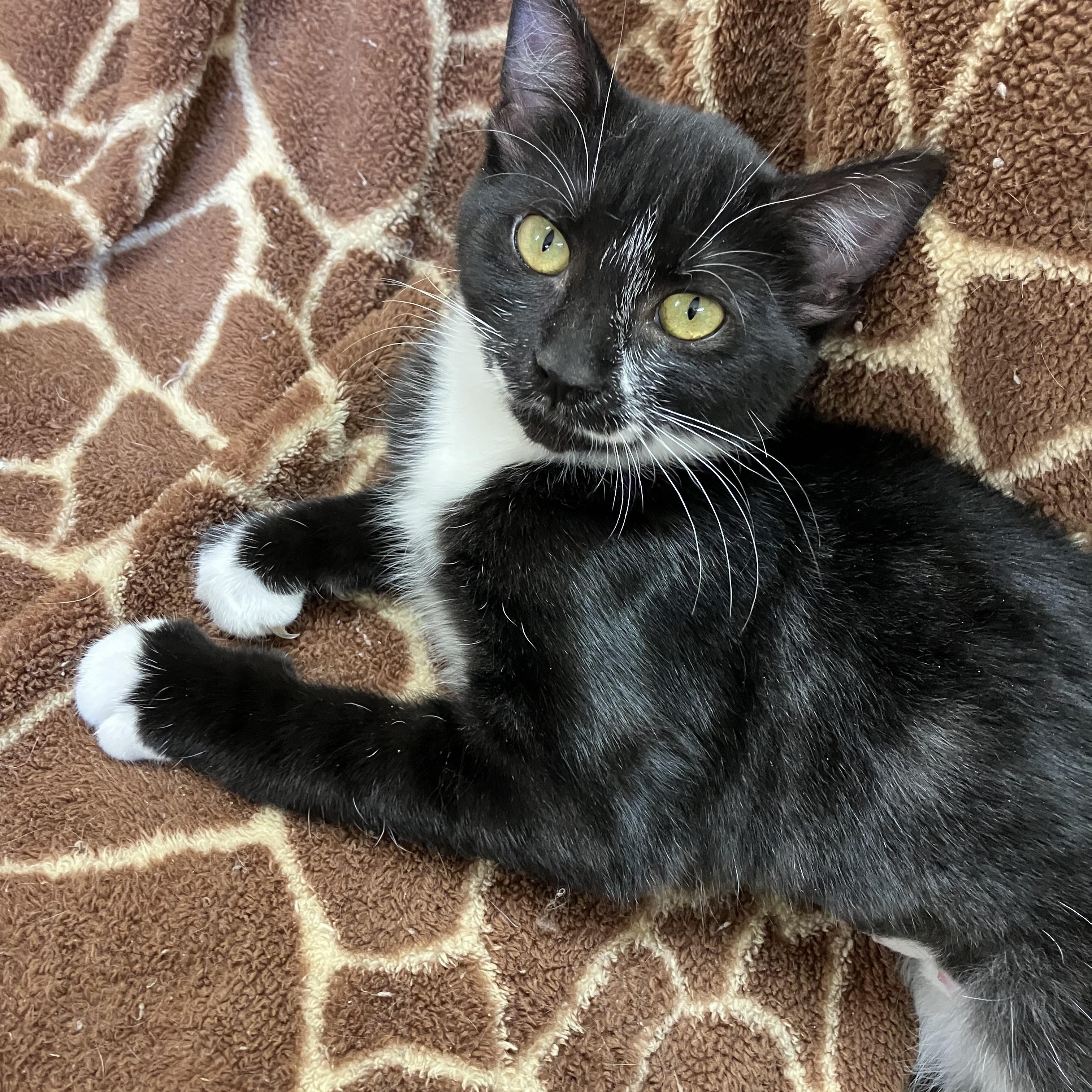 Boo Boo, a Adoptable Domestic Short Hair in Portland, OR image 2/5