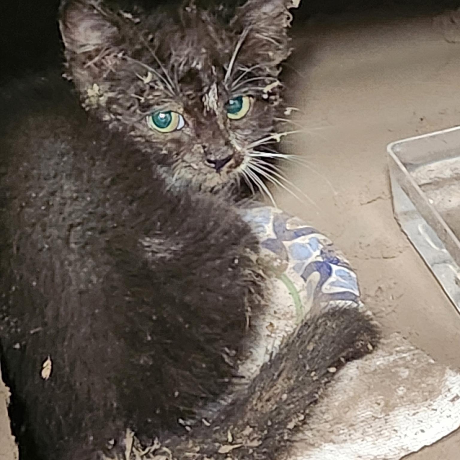 Boo Boo, a Adoptable Domestic Short Hair in Portland, OR image 3/5