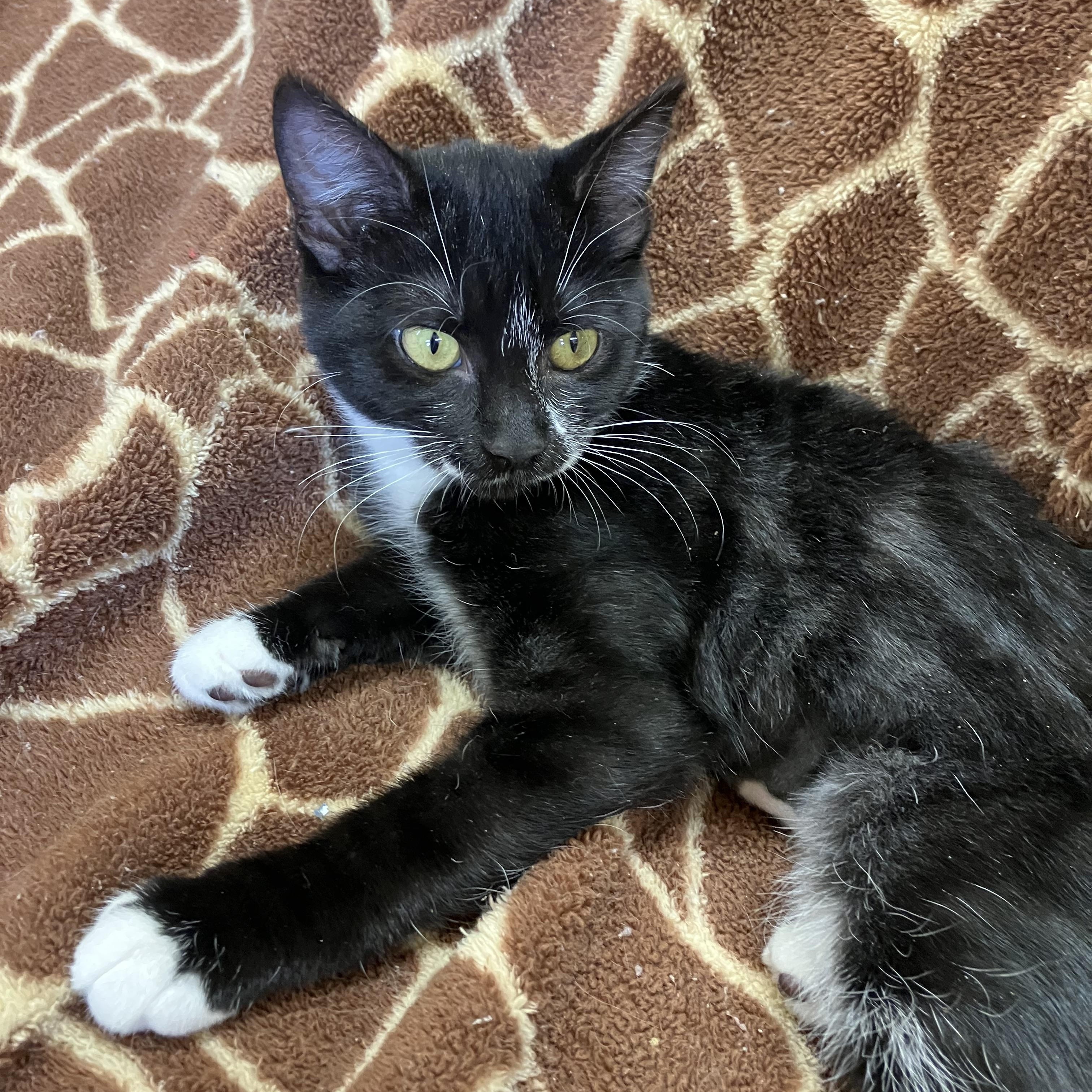 Boo Boo, a Adoptable Domestic Short Hair in Portland, OR image 4/5