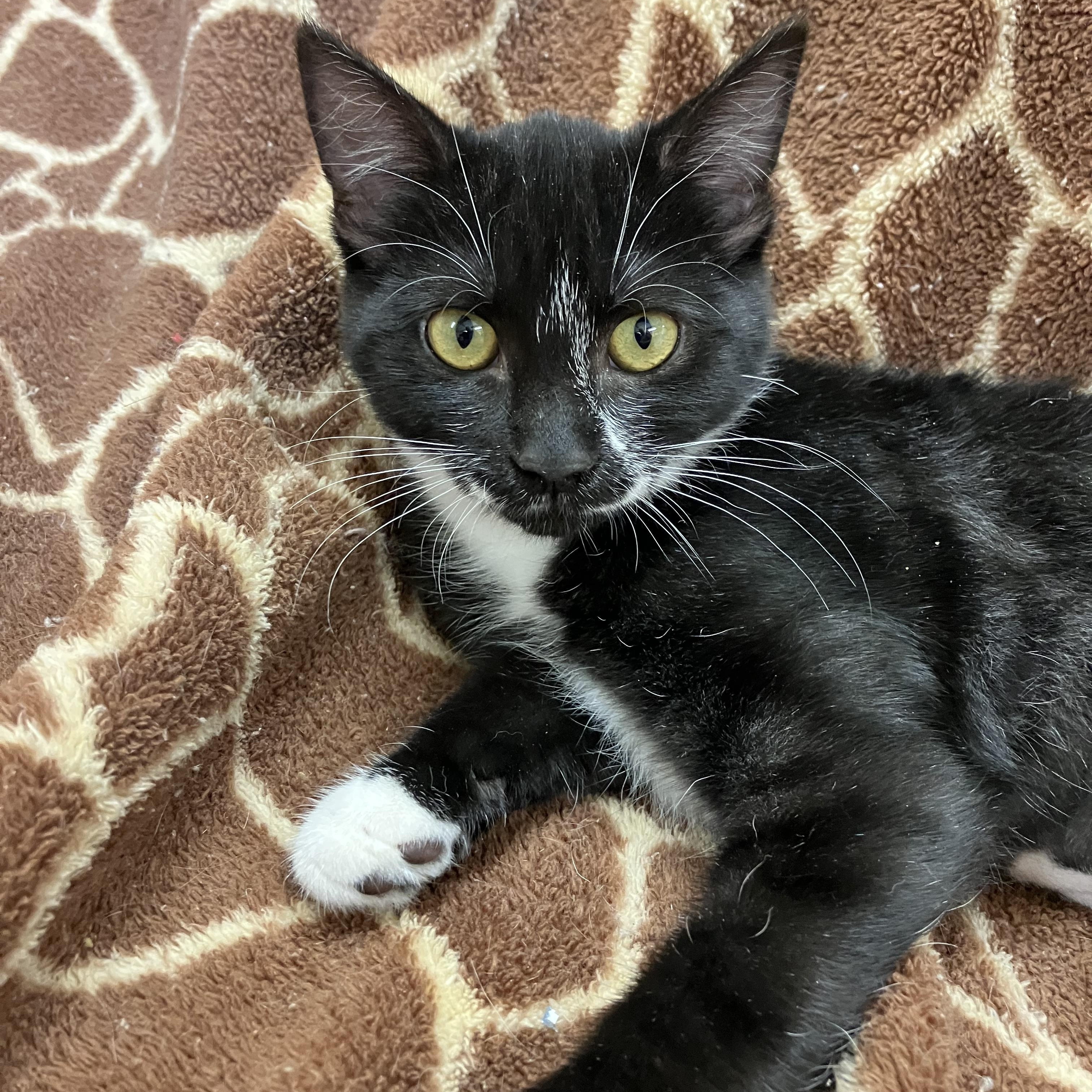 Boo Boo, a Adoptable Domestic Short Hair in Portland, OR image 5/5