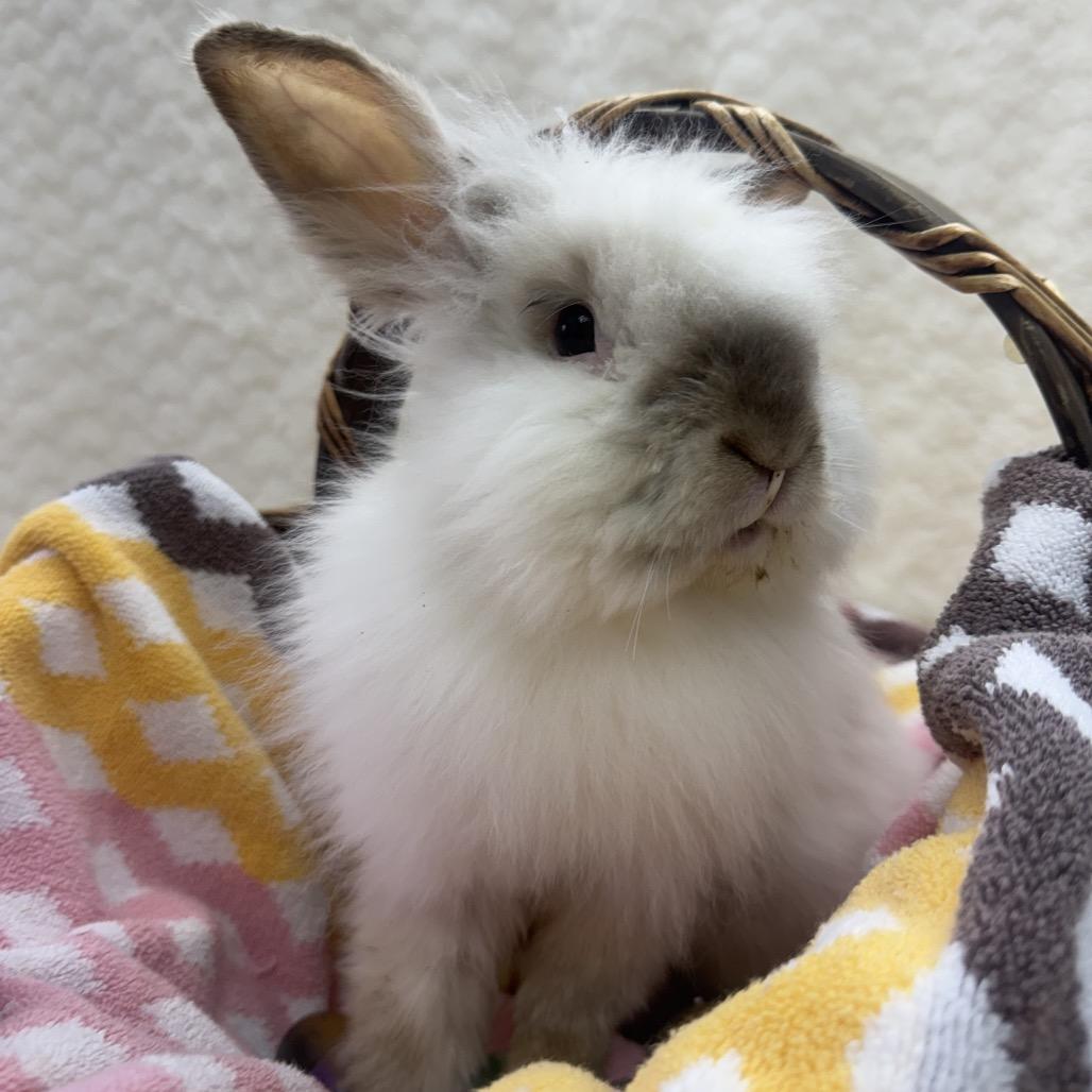 Enlarge Flopsy, a Adoptable Bunny Rabbit in North Canton, OH image 1/2