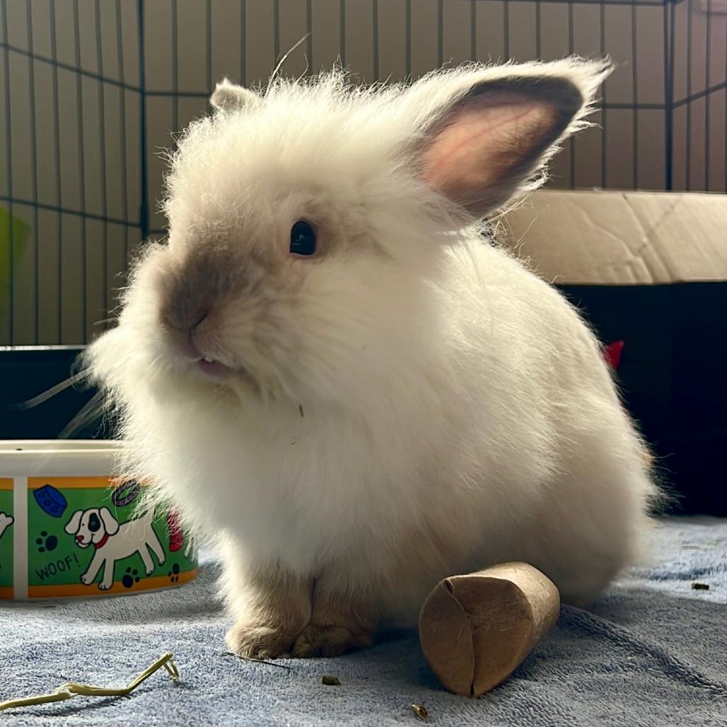 Flopsy, a Adoptable Bunny Rabbit in North Canton, OH image 2/3