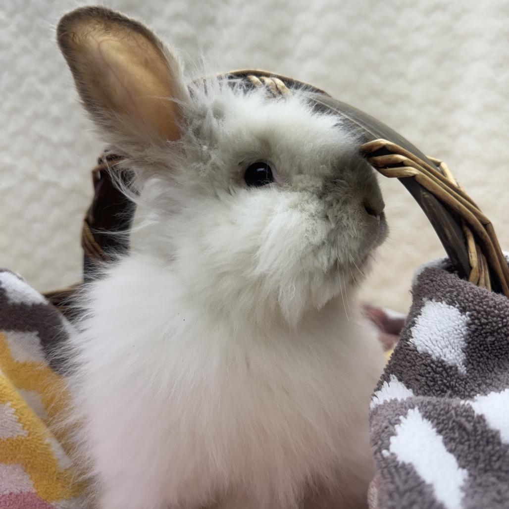 Enlarge Flopsy, a Adoptable Bunny Rabbit in North Canton, OH image 2/2
