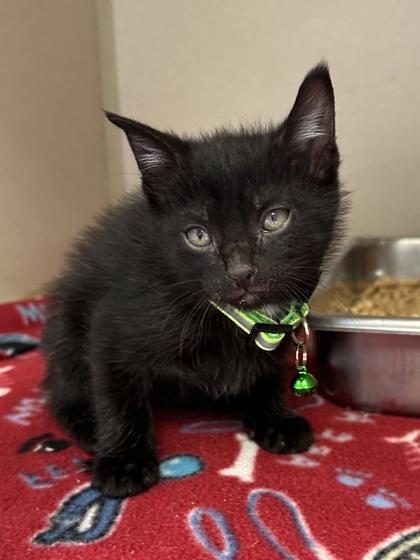 Enlarge Olaf, a Adoptable mixed breed in King William, VA image 1/1