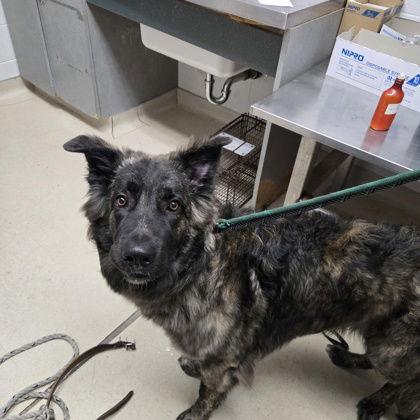 Macaroni thumbnail 2