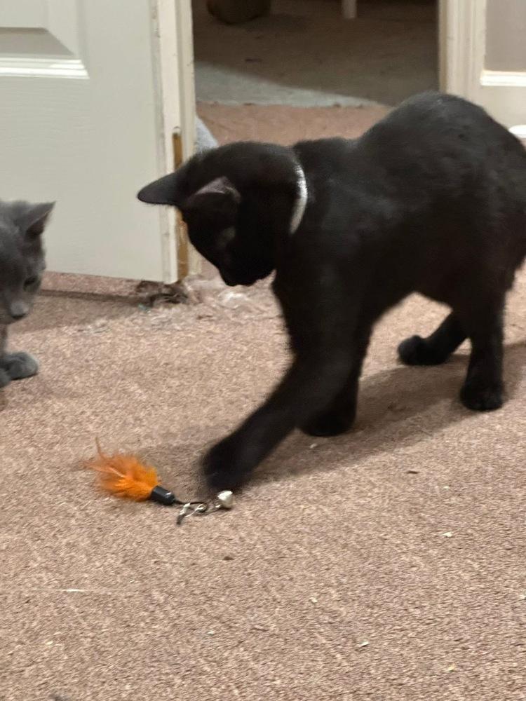 Enlarge Folklore:  Rusalka, a Adoptable Domestic Short Hair in Warren, CT image 2/6