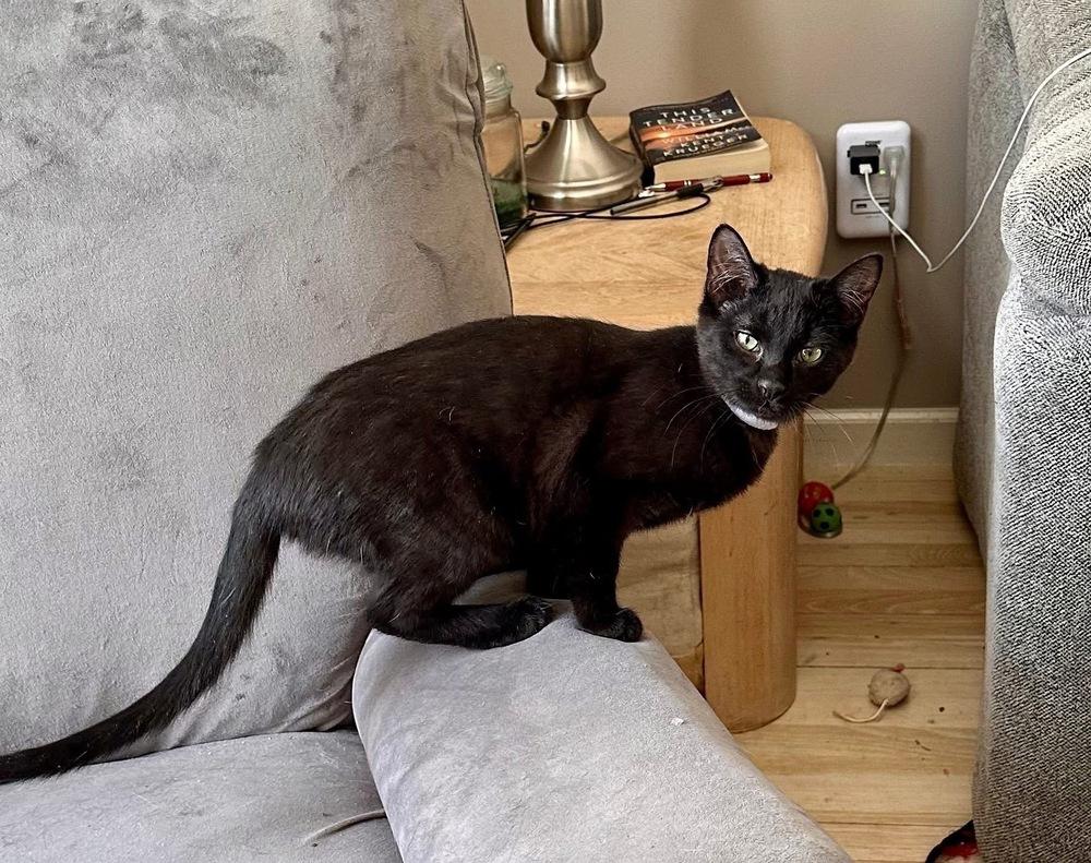 Enlarge Folklore:  Rusalka, a Adoptable Domestic Short Hair in Warren, CT image 4/6