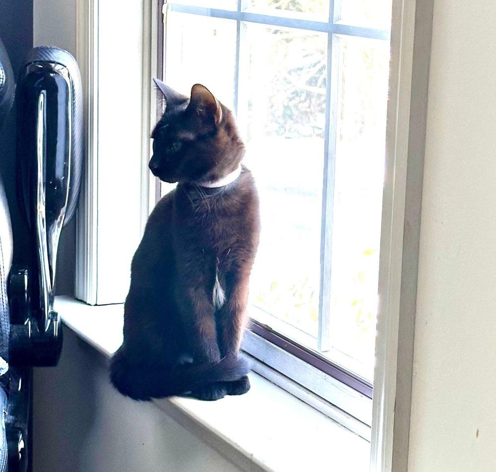 Enlarge Folklore:  Rusalka, a Adoptable Domestic Short Hair in Warren, CT image 6/6