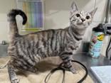 Annabell, Adoptable, Young Female Domestic Short Hair.