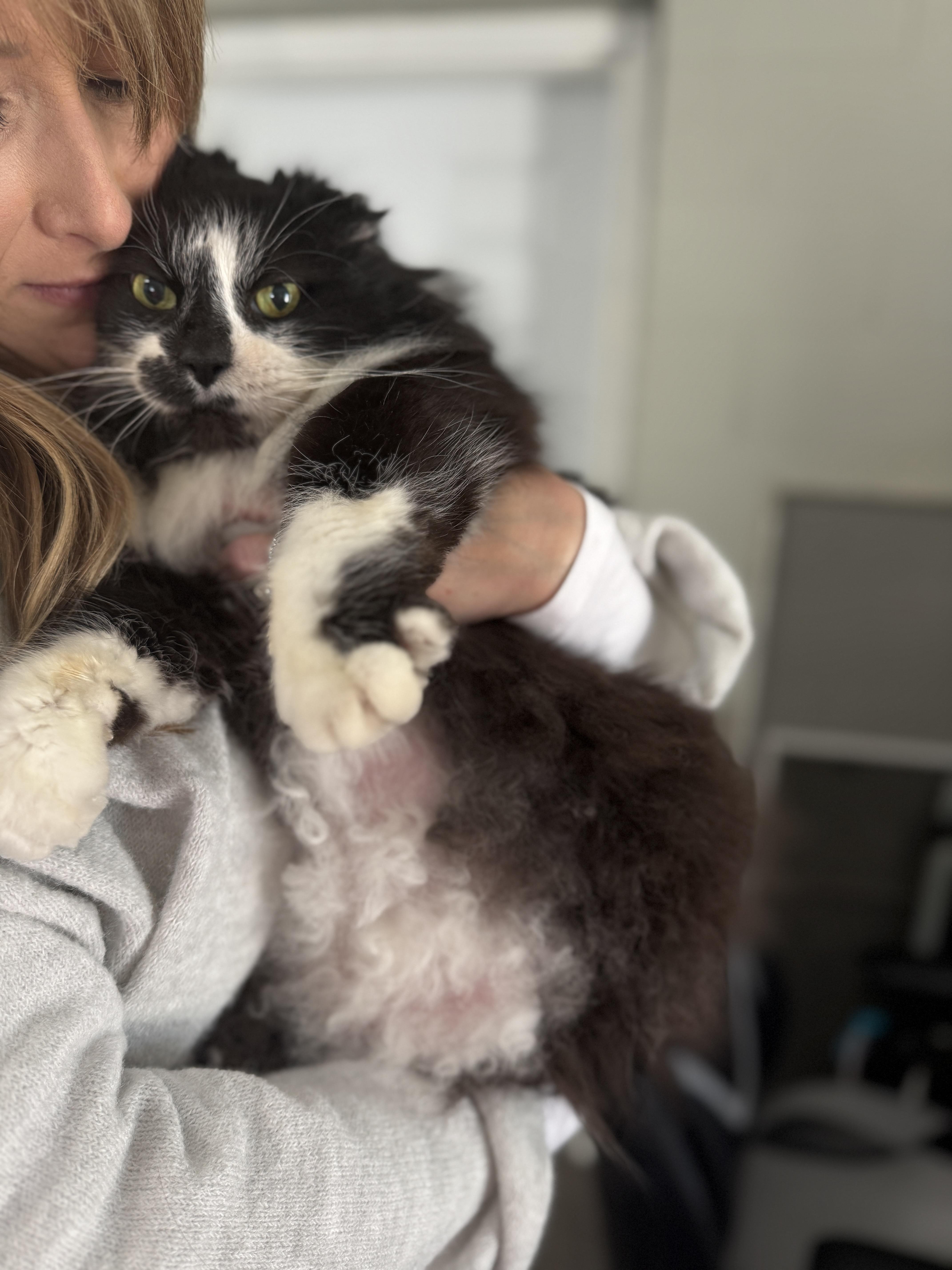 Enlarge BIG BUBBA, a Adoptable Domestic Medium Hair in Louisville, OH image 3/4