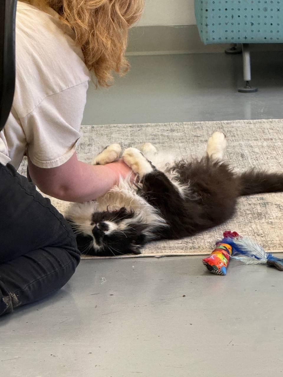 Enlarge BIG BUBBA, a Adoptable Domestic Medium Hair in Louisville, OH image 4/4