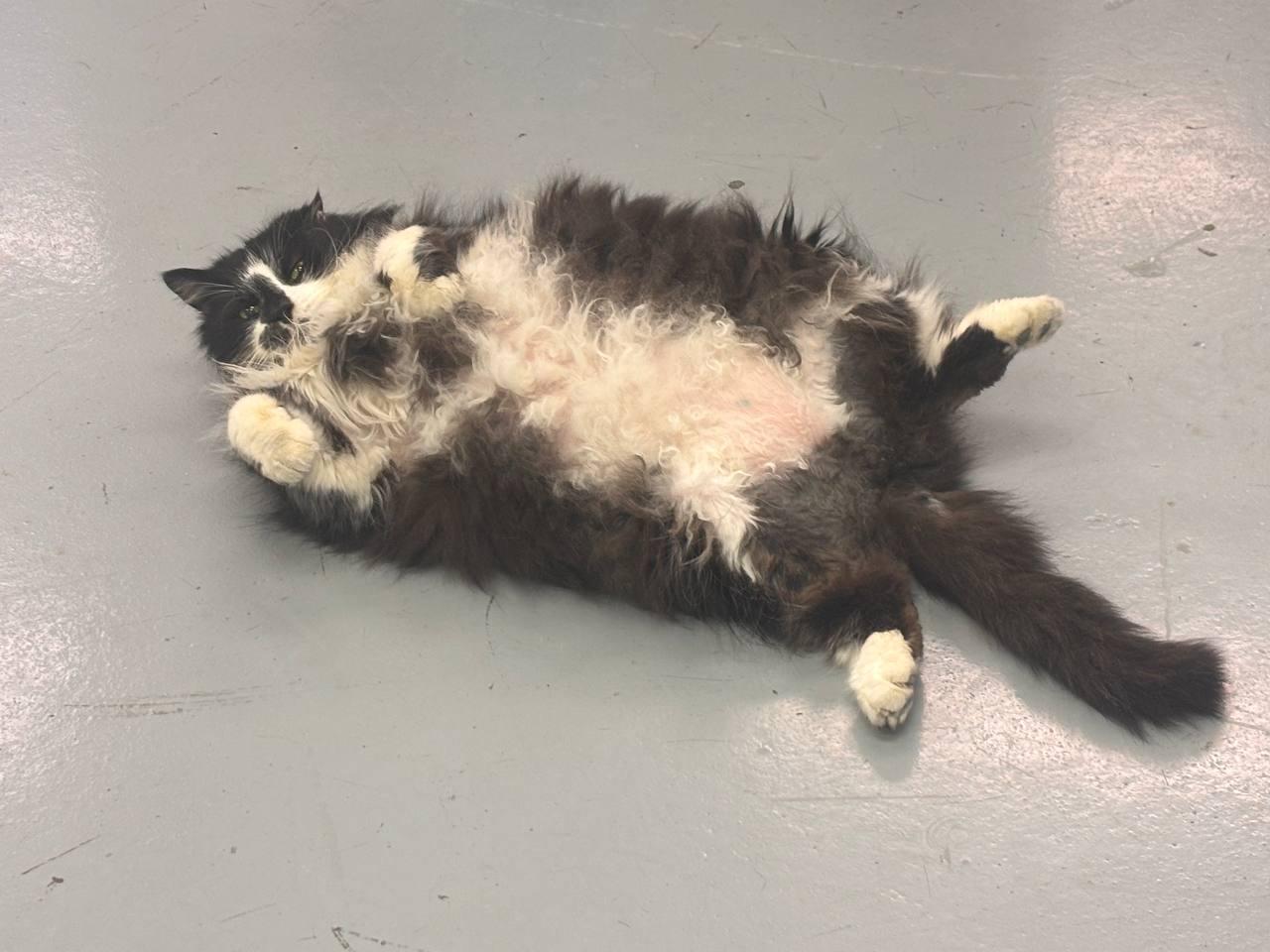 BIG BUBBA, Adoptable, Senior Male Domestic Medium Hair.