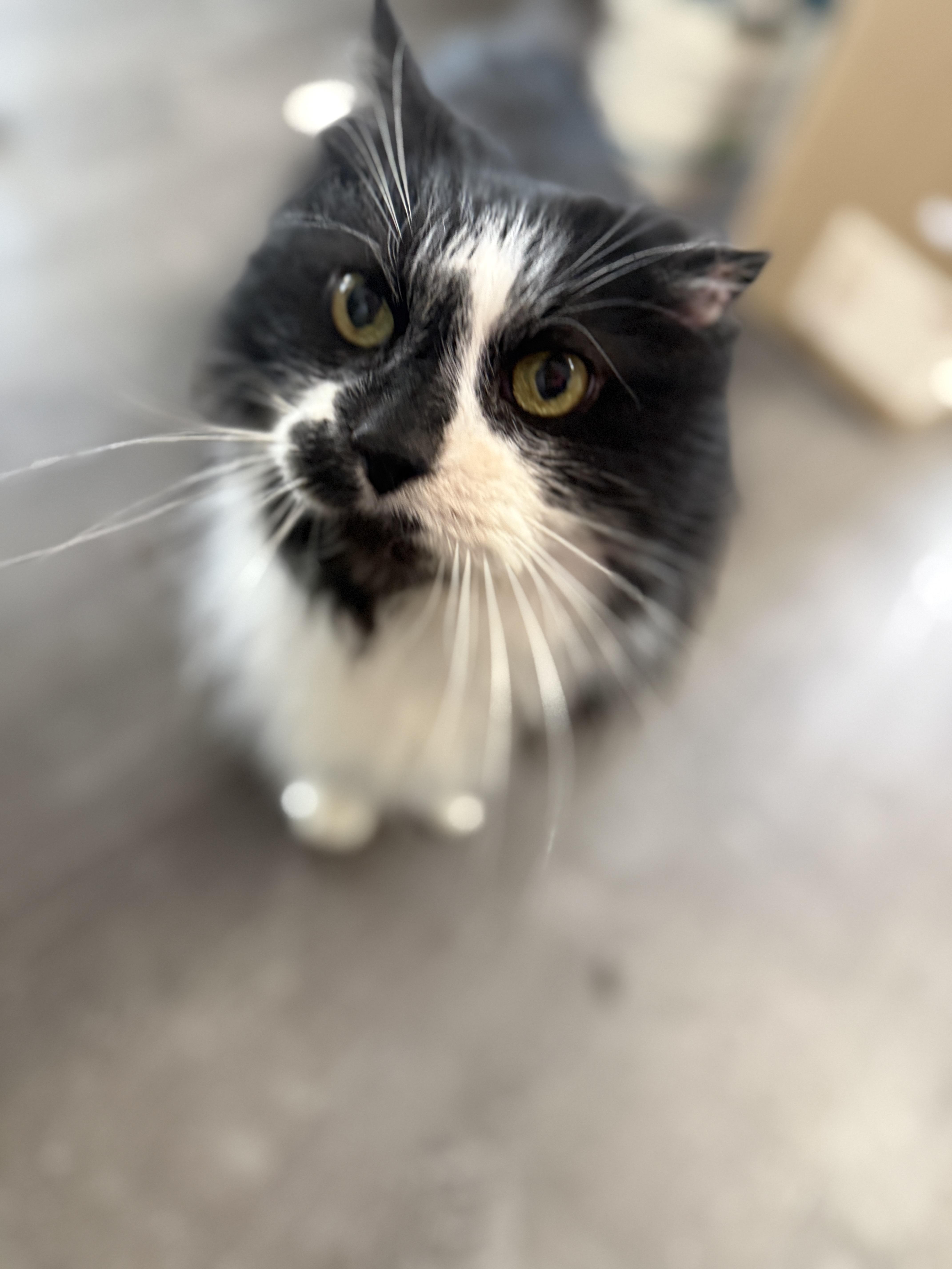 Enlarge BIG BUBBA, a Adoptable Domestic Medium Hair in Louisville, OH image 2/4