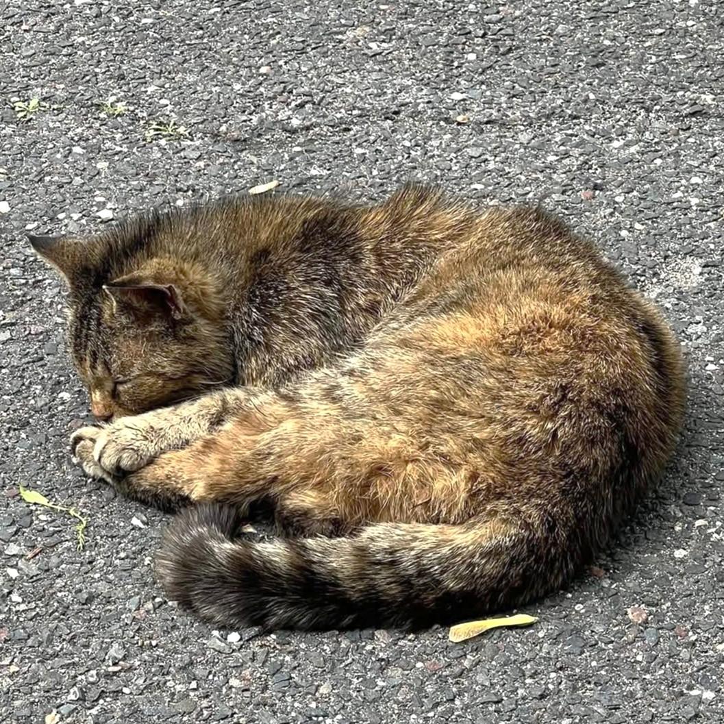 BEAUTIFUL BLANCHE - GOLDEN GIRL! — thumbnail 3