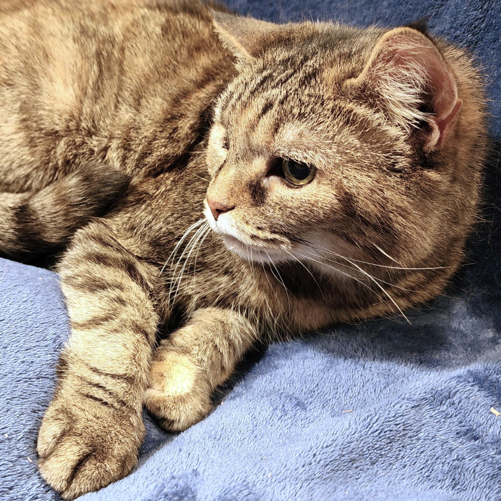 BEAUTIFUL BLANCHE - GOLDEN GIRL!, a Adoptable mixed breed in Danbury, CT image 1/6