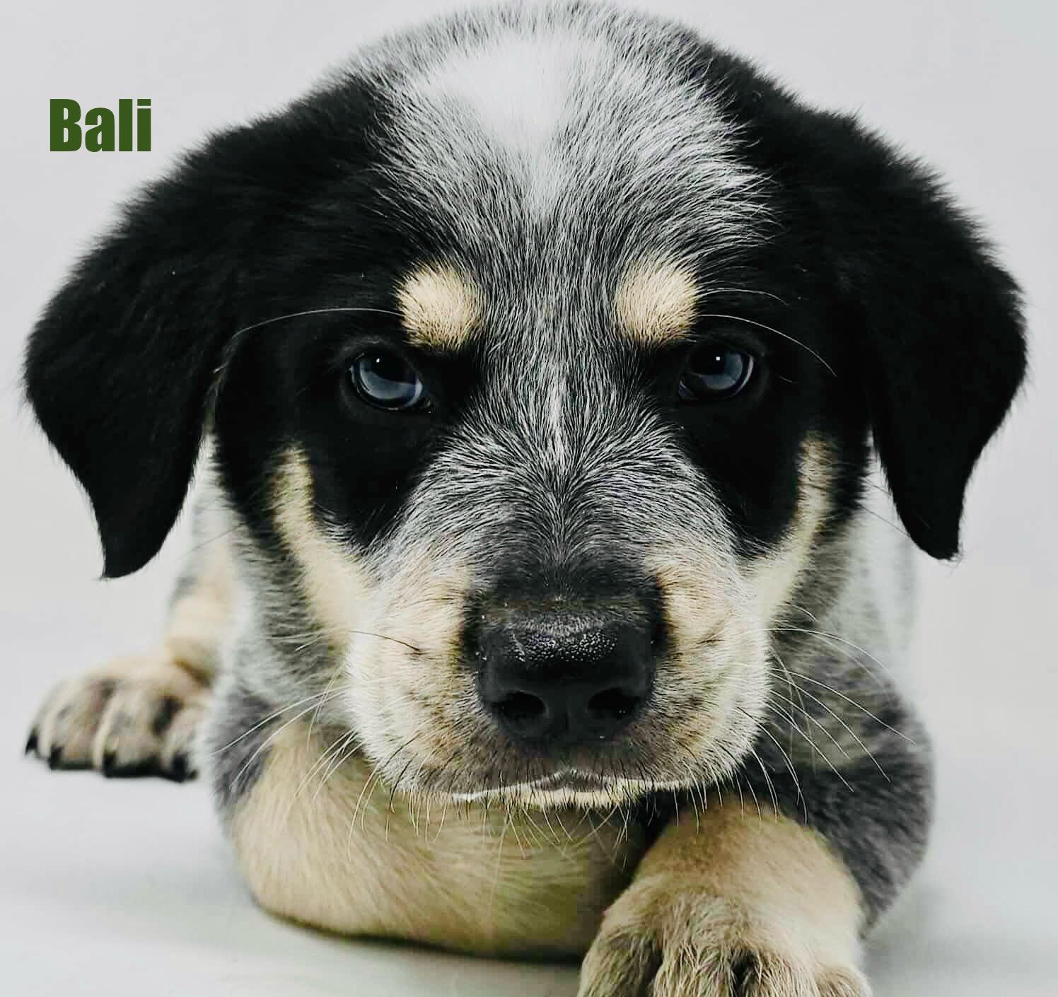 Bali