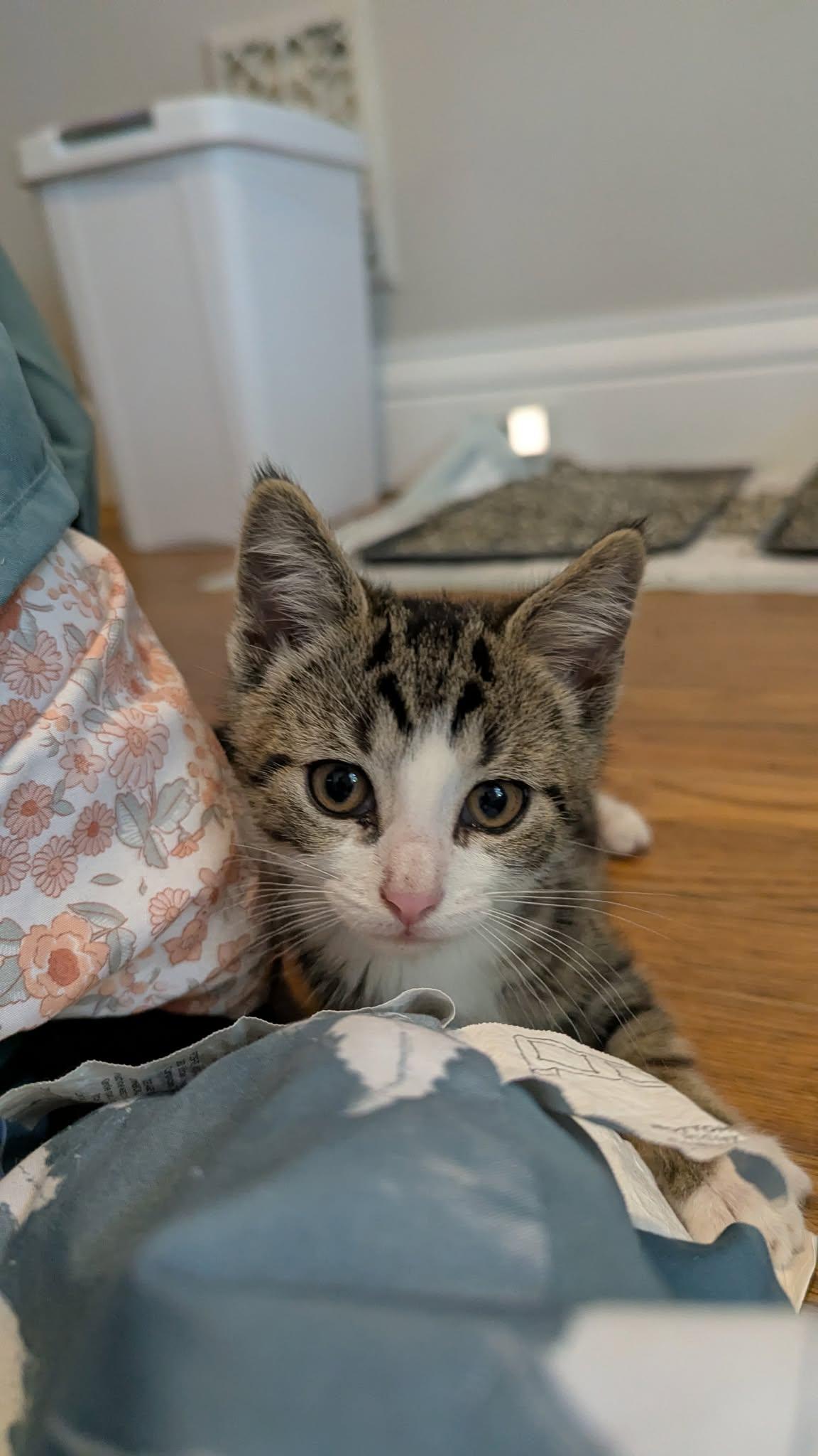 Enlarge Aster, a ADOPTABLE Domestic Short Hair in Rochester, NY image 3/5
