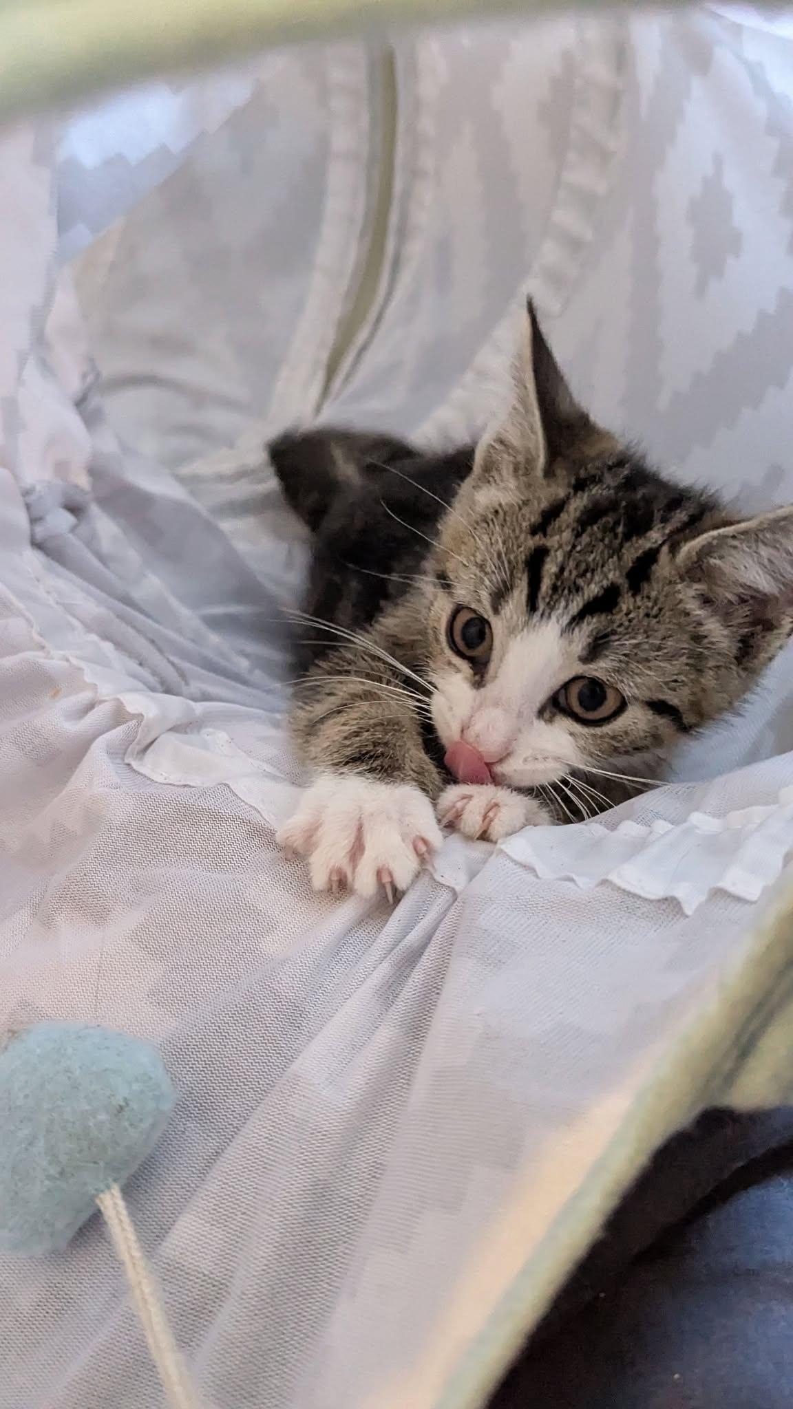 Enlarge Aster, a ADOPTABLE Domestic Short Hair in Rochester, NY image 2/5