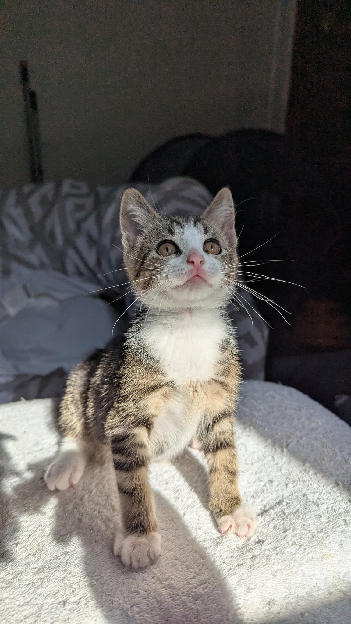 Enlarge Aster, a ADOPTABLE Domestic Short Hair in Rochester, NY image 4/5