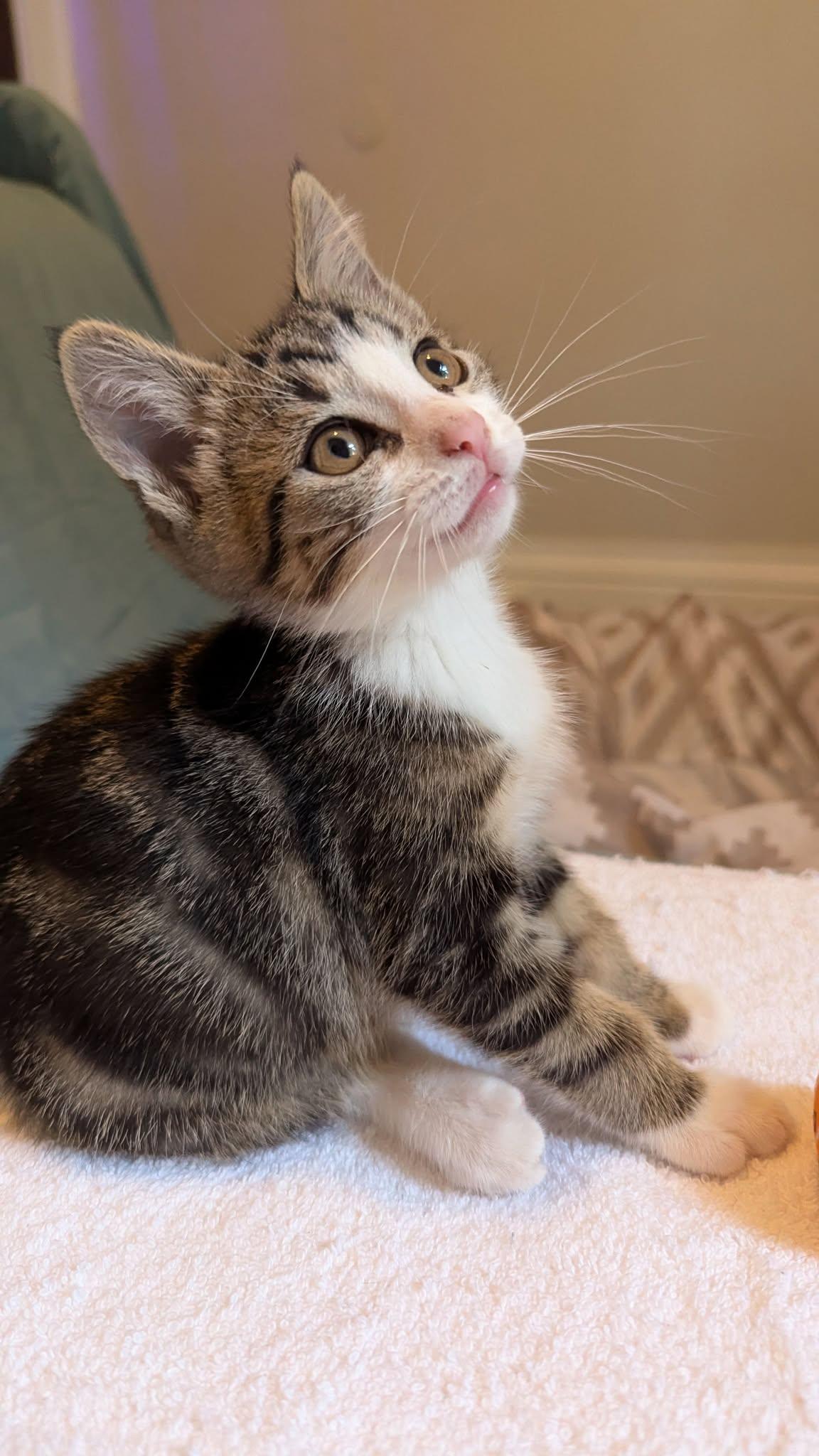 Aster, ADOPTABLE, Kitten Male Domestic Short Hair.