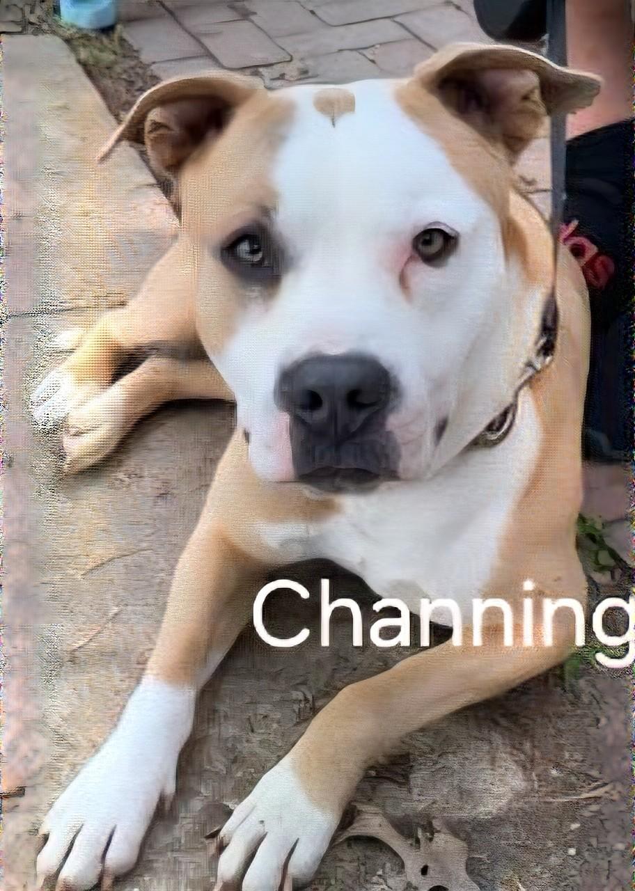 Enlarge Channing Tatum, a ADOPTABLE Mixed Breed in Belleville, IL image 1/1
