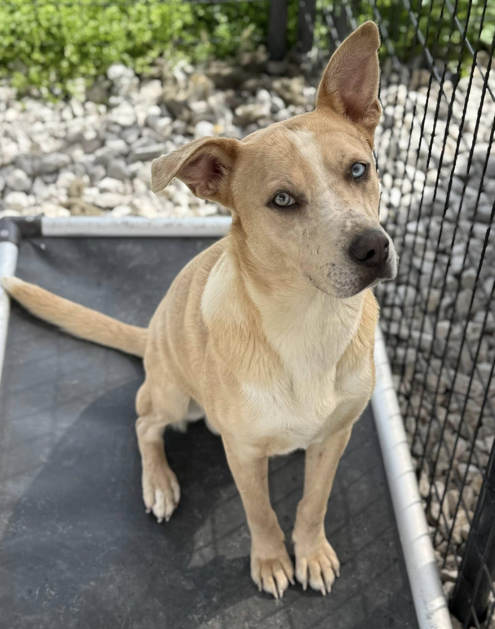 Enlarge Simba, a ADOPTABLE mixed breed in New Roads, LA image 2/2