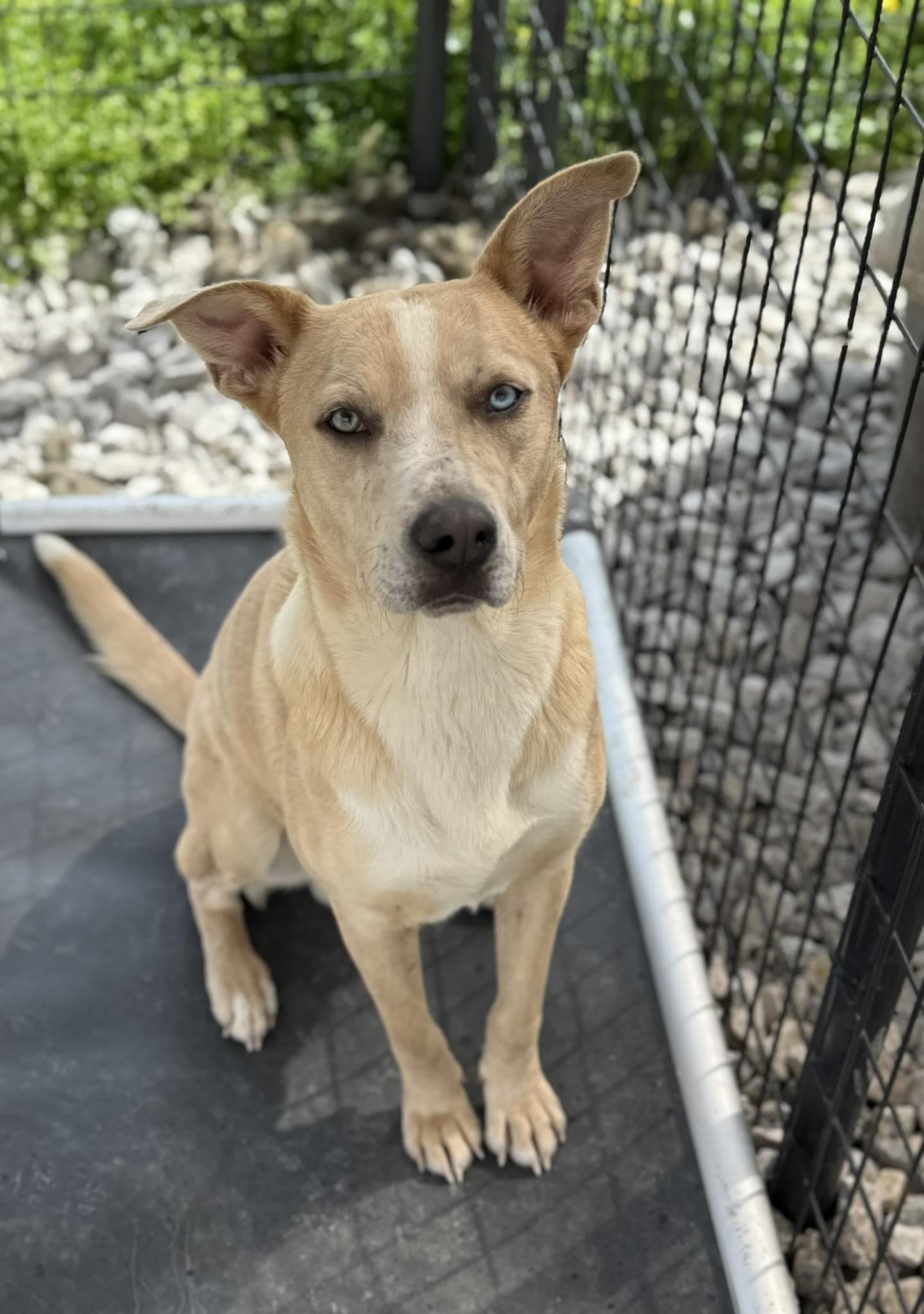 Simba, ADOPTABLE, Adult Male Catahoula Leopard Dog & Australian Cattle Dog / Blue Heeler.