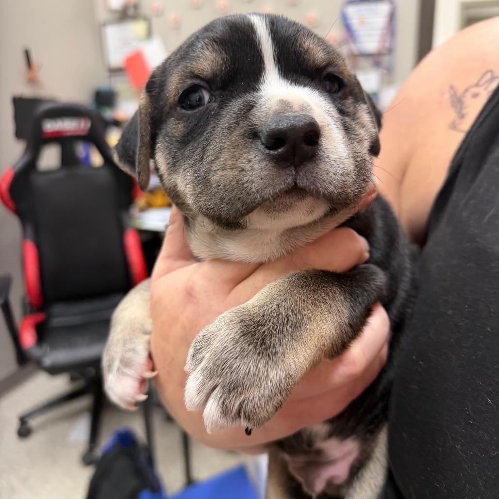 Tubs, Adoptable, Puppy Male English Bulldog & Mixed Breed.