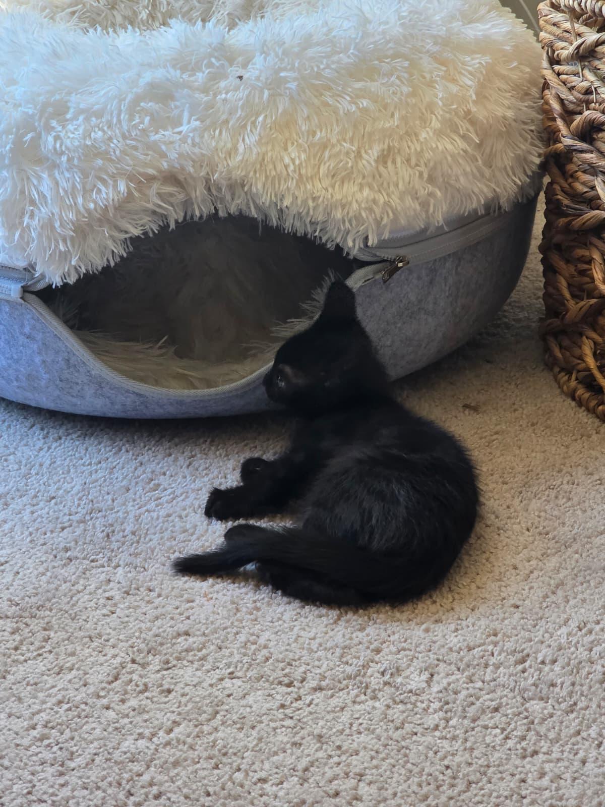 Caviar, an adopted Domestic Short Hair in Odenton, MD image 3/5