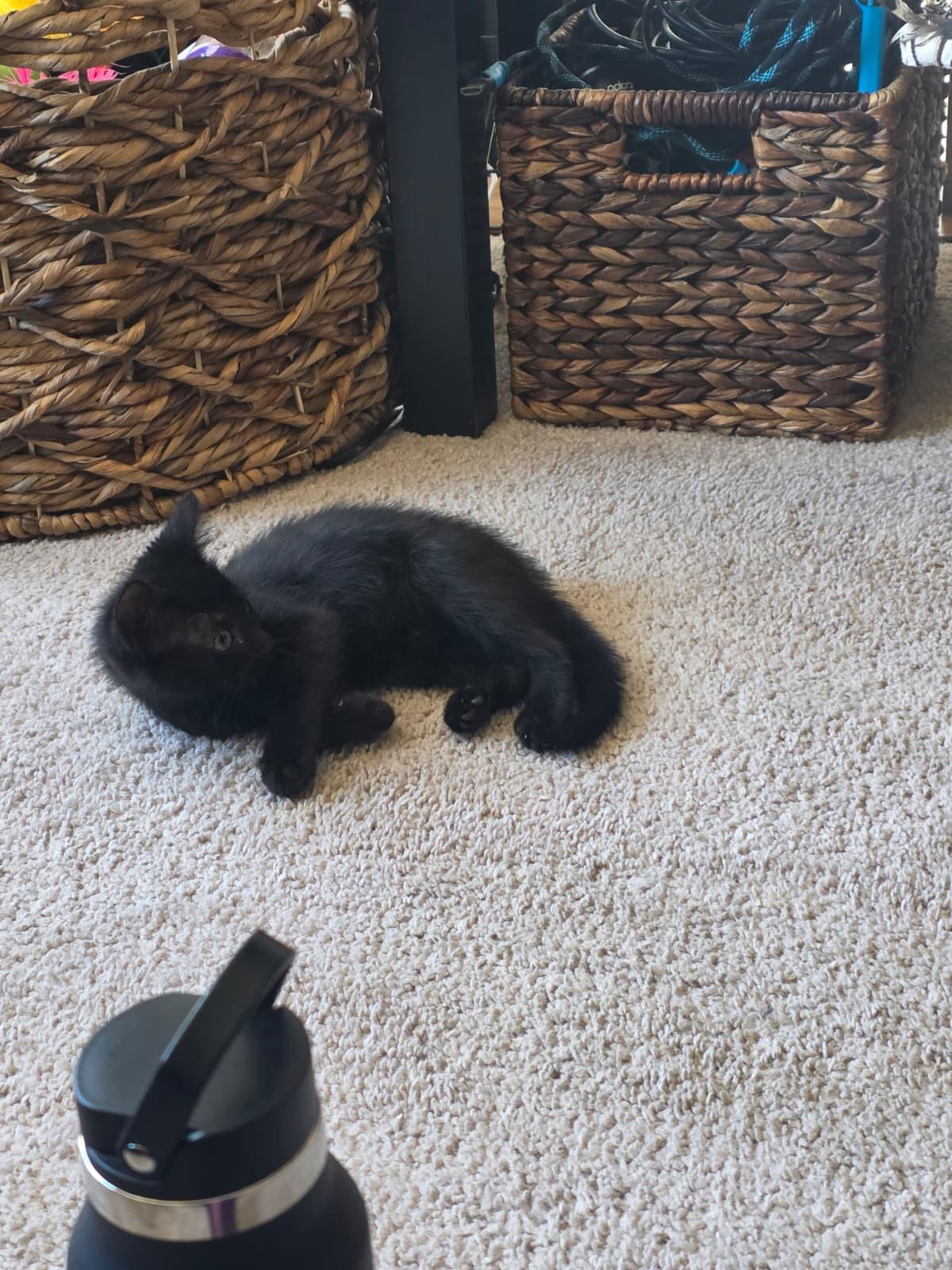 Caviar, an adopted Domestic Short Hair in Odenton, MD image 1/5
