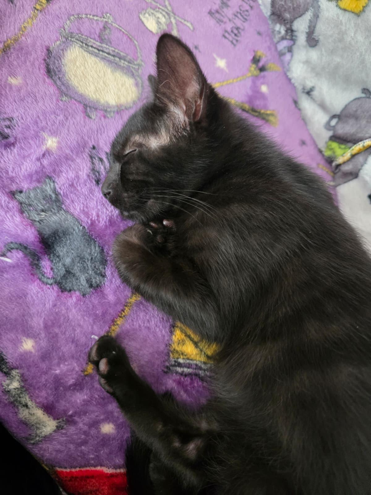 Caviar, an adopted Domestic Short Hair in Odenton, MD image 4/5