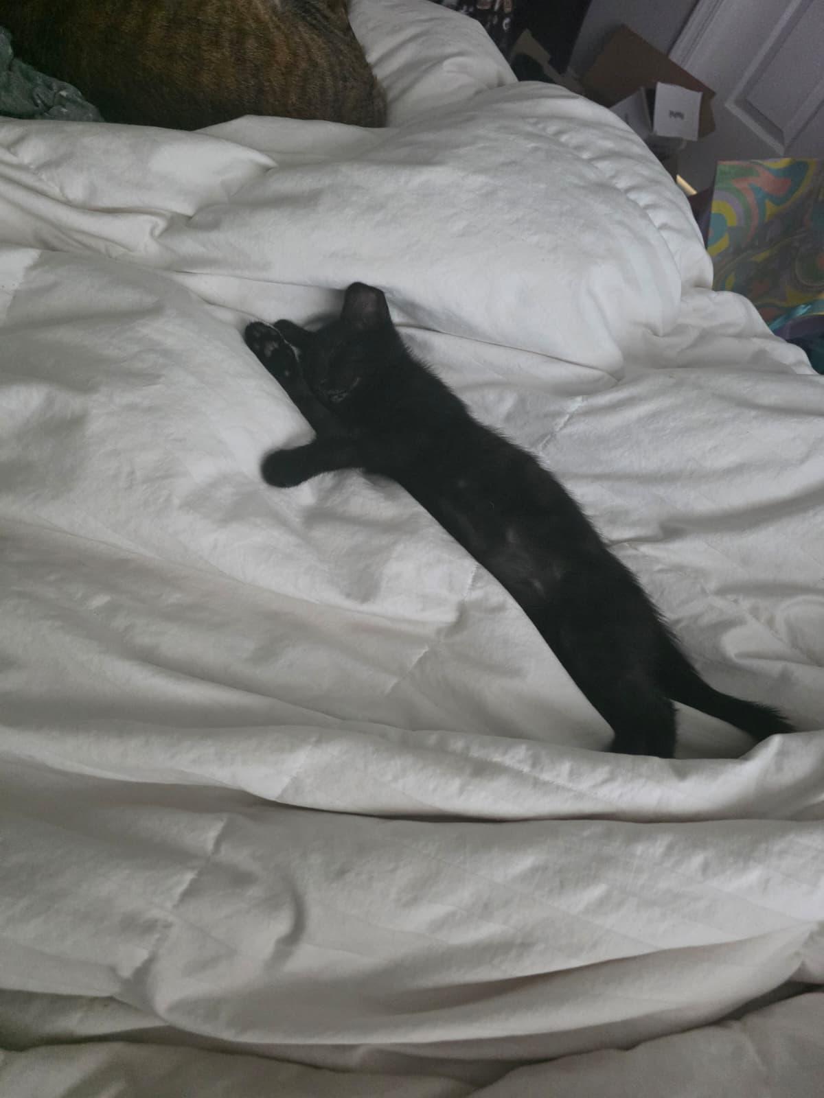 Caviar, an adopted Domestic Short Hair in Odenton, MD image 2/5