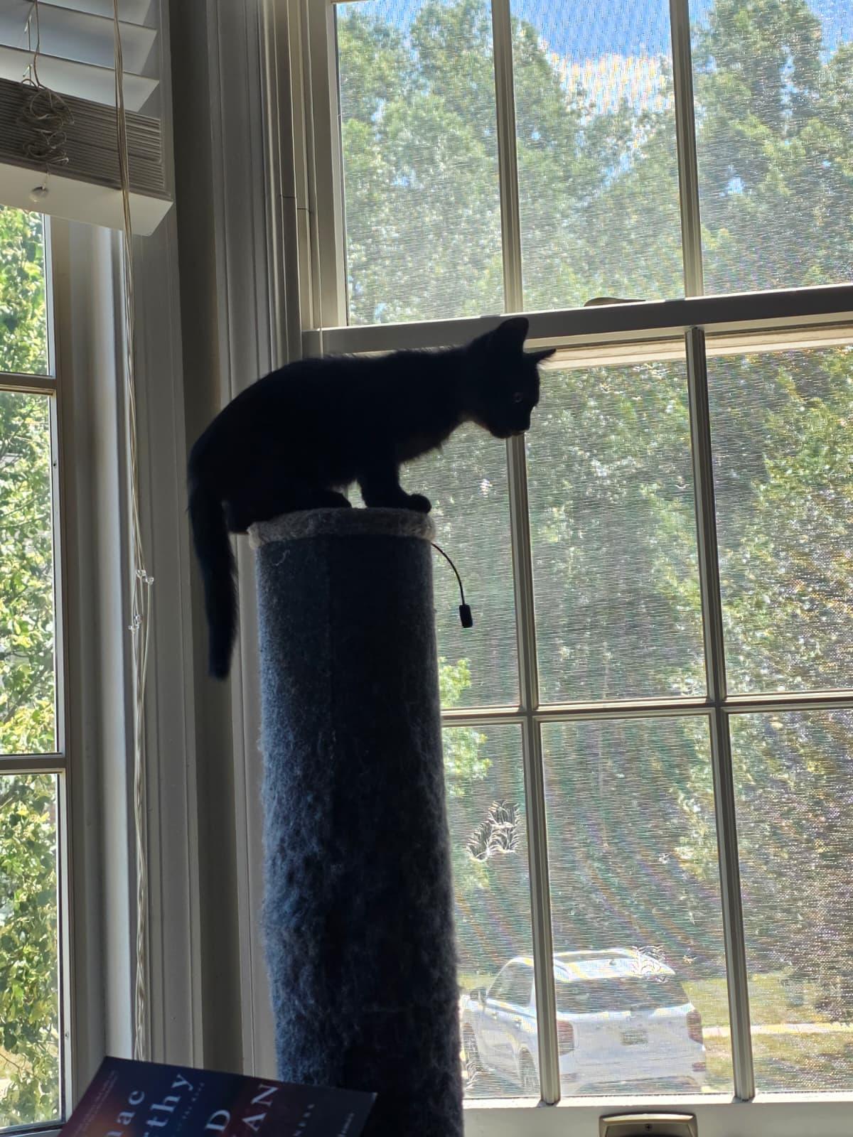 Caviar, an adopted Domestic Short Hair in Odenton, MD image 5/5