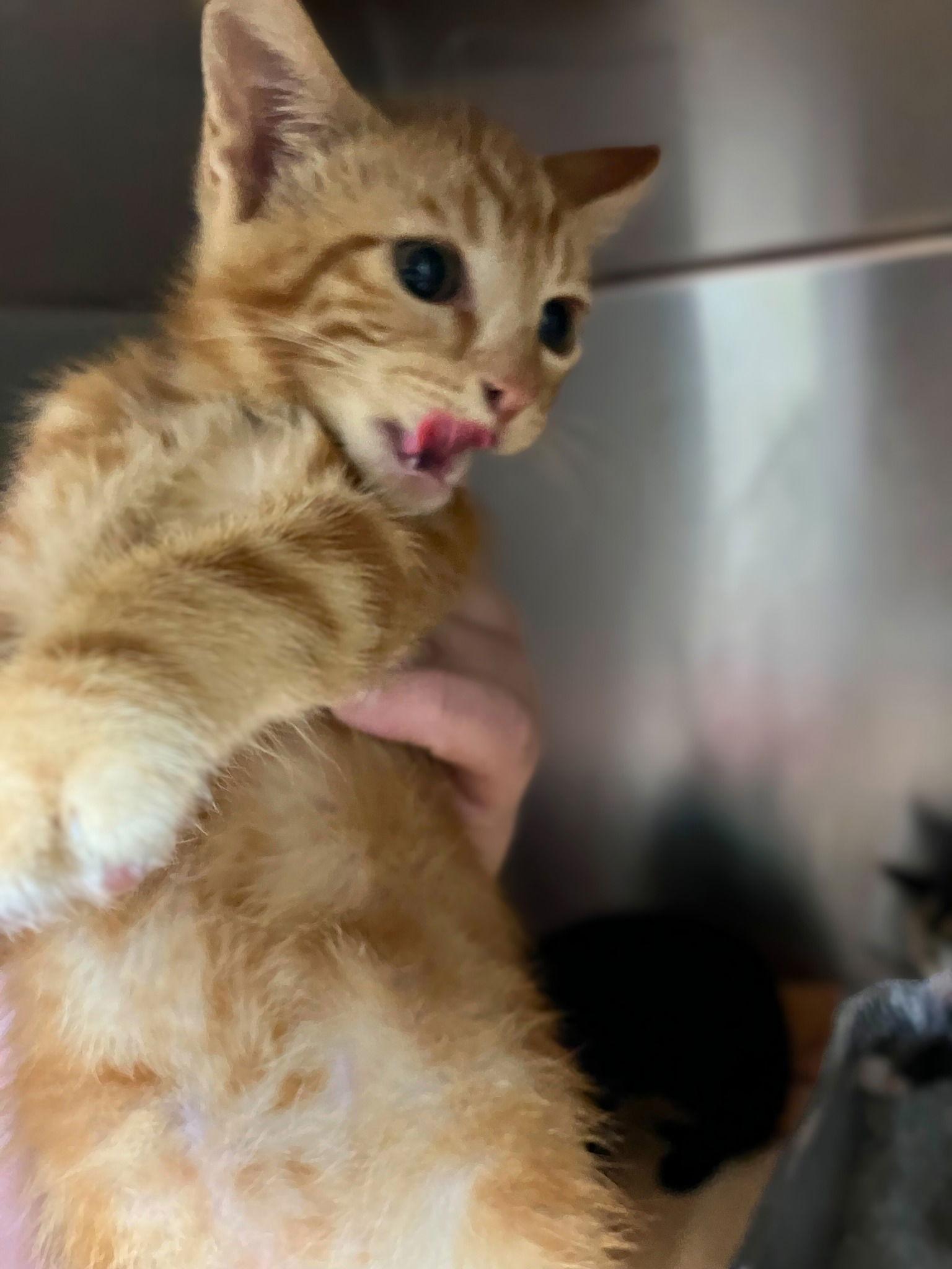 PHIL, Adopted, Young Male Domestic Short Hair.