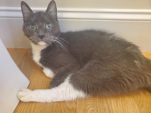 Enlarge Baxter and Diesel, a Adoptable Domestic Short Hair in Roslindale, MA image 3/3