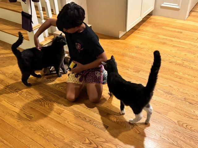 Baxter and Diesel, Adoptable, Senior Male Domestic Short Hair.