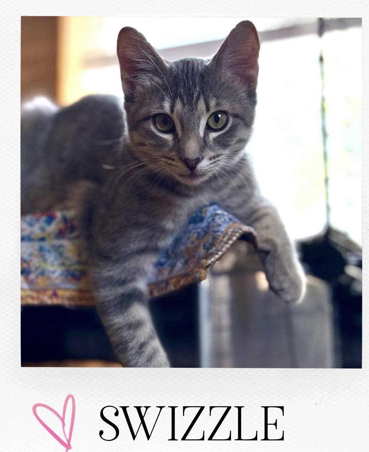 Enlarge Swizzle, a Adopted mixed breed in Pensacola, FL image 1/1