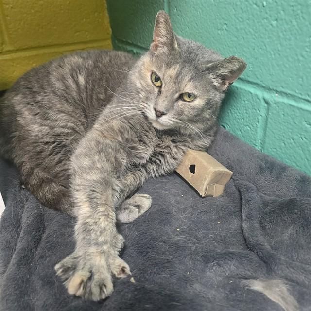 Enlarge LOIS MARIE, a Adoptable Domestic Short Hair in Easton, MD image 1/1