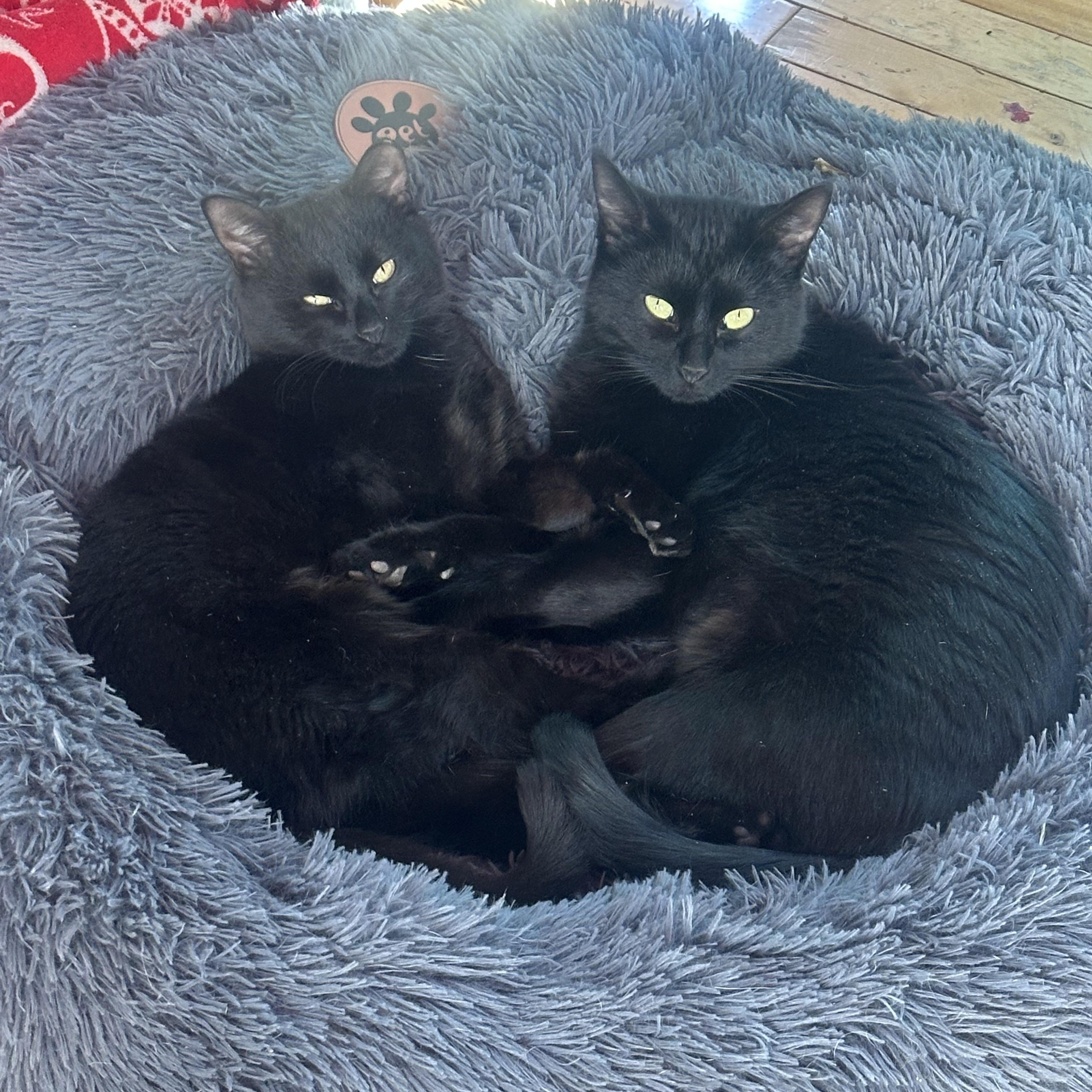 Enlarge Zulu and Tichy, a ADOPTABLE American Shorthair in Pueblo, CO image 1/5